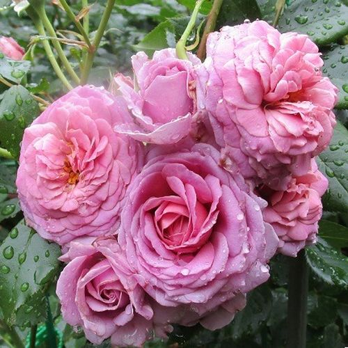 Virágágyi floribunda rózsa - Rózsa - Mamiethalène - Online rózsa vásárlás